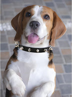 Metal Spiked Leather Collar