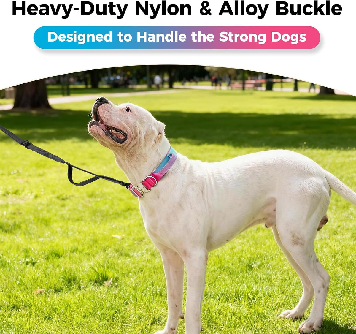 Gradient Metal Buckle Padded Dog Collar