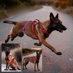 Explosion-proof medium and large dog straps