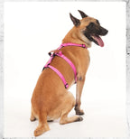 Leather Handle Multi-Point No-Pull Dog Harness
