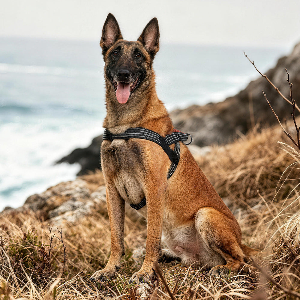 Reflective Saddle Dog Chest Strap