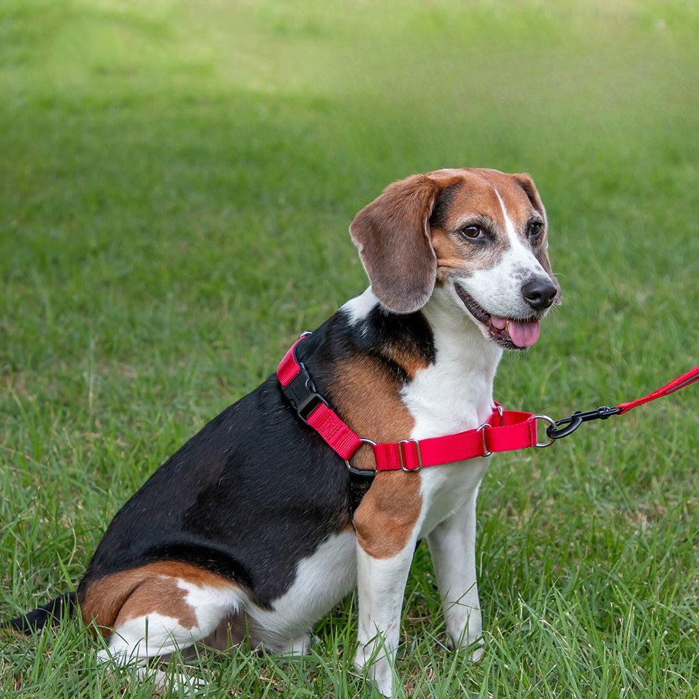 No-Pull Training Dog Harness